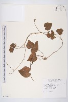 銳葉牽牛藏品圖，第1張