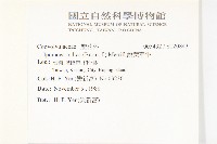 銳葉牽牛藏品圖，第2張