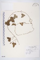 銳葉牽牛藏品圖，第1張