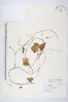 銳葉牽牛藏品圖，第1張