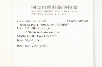 銳葉牽牛藏品圖，第2張