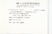 銳葉牽牛藏品圖，第2張