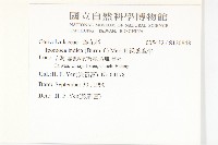 銳葉牽牛藏品圖，第2張