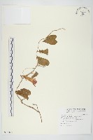 銳葉牽牛藏品圖，第1張