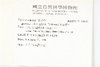 銳葉牽牛藏品圖，第2張