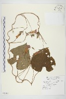 銳葉牽牛藏品圖，第1張