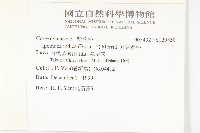 銳葉牽牛藏品圖，第2張