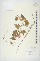 銳葉牽牛藏品圖，第1張