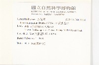 銳葉牽牛藏品圖，第2張