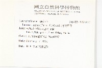 銳葉牽牛藏品圖，第2張