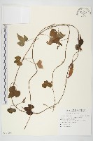 銳葉牽牛藏品圖，第1張