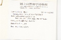 銳葉牽牛藏品圖，第2張