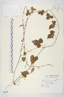 銳葉牽牛藏品圖，第1張