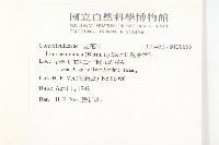 銳葉牽牛藏品圖，第2張