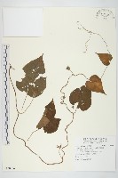 銳葉牽牛藏品圖，第1張