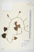 銳葉牽牛藏品圖，第1張