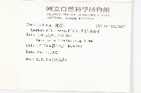 銳葉牽牛藏品圖，第2張