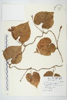 銳葉牽牛藏品圖，第1張