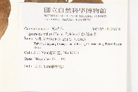 銳葉牽牛藏品圖，第2張