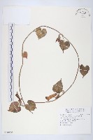 銳葉牽牛藏品圖，第1張