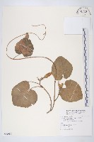 銳葉牽牛藏品圖，第1張