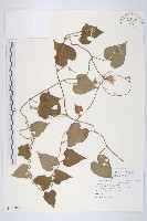 銳葉牽牛藏品圖，第1張