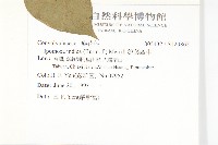 銳葉牽牛藏品圖，第2張