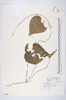 銳葉牽牛藏品圖，第1張