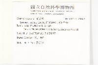 銳葉牽牛藏品圖，第2張