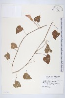 銳葉牽牛藏品圖，第1張