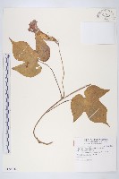 銳葉牽牛藏品圖，第1張