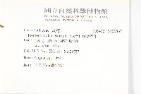 銳葉牽牛藏品圖，第2張