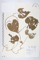 銳葉牽牛藏品圖，第1張