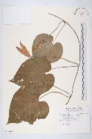 銳葉牽牛藏品圖，第1張