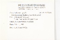 銳葉牽牛藏品圖，第2張