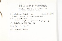 銳葉牽牛藏品圖，第2張