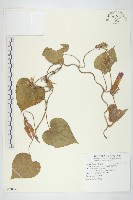 銳葉牽牛藏品圖，第1張