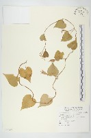 銳葉牽牛藏品圖，第1張