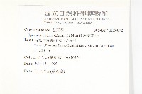 銳葉牽牛藏品圖，第2張