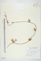 碗仔花藏品圖，第1張