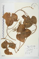 碗仔花藏品圖，第1張