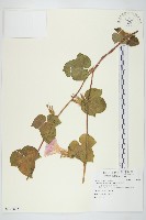 碗仔花藏品圖，第1張