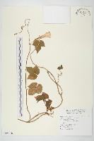 碗仔花藏品圖，第1張