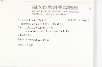 白花牽牛藏品圖，第2張