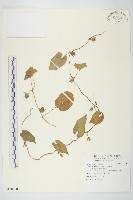 白花牽牛藏品圖，第1張