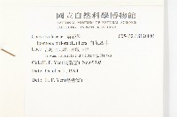 白花牽牛藏品圖，第2張