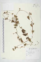 白花牽牛藏品圖，第1張