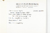 白花牽牛藏品圖，第2張