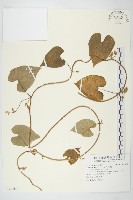 白花牽牛藏品圖，第1張