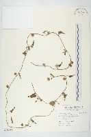 白花牽牛藏品圖，第1張